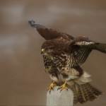 Buizerd Buizerd