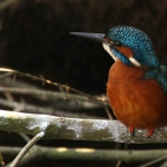ijsvogel ijsvogel