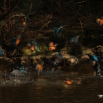 ijsvogelpret! ijsvogelpret!