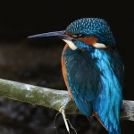 ijsvogel ijsvogel