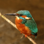 ijsvogel ijsvogel