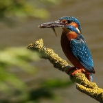 ijsvogel ijsvogel