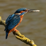 ijsvogel ijsvogel