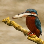 ijsvogel ijsvogel