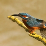 ijsvogel ijsvogel
