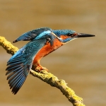 ijsvogel ijsvogel