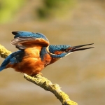 ijsvogel ijsvogel
