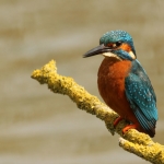 ijsvogel mei 2014 ijsvogel mei 2014