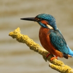 ijsvogel mei 2014 ijsvogel mei 2014
