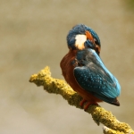 ijsvogel mei 2014 ijsvogel mei 2014