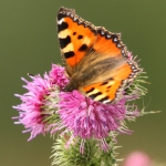 Vlinder ( kleine vos) Vlinder ( kleine vos)