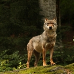 Wolf Wolf