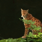 Lynx Lynx