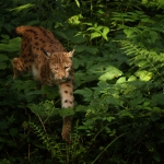 Lynx Lynx