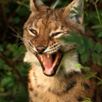 Lynx Lynx