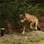 Wolf Wolf