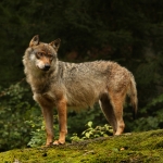 Wolf Wolf