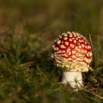 Herfst Herfst