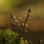 Herfst Herfst