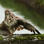 Buizerd Buizerd