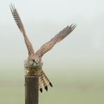 Torenvalk Torenvalk