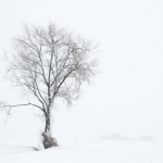 Winter Winter
