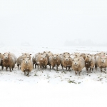 Winter Winter