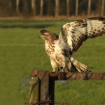 Buizerd Buizerd