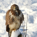 Buizerd Buizerd