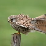 Torenvalk met windkracht 9 Torenvalk met windkracht 9