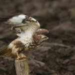 Buizerd Buizerd
