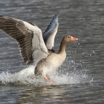 Gans Gans