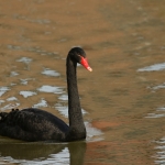 Zwarte zwaan Zwarte zwaan