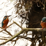 IJsvogels IJsvogels