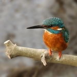 IJsvogel IJsvogel