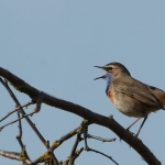 Blauwborst Blauwborst
