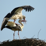 Ooievaar paring Ooievaar paring