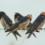 Boeren zwaluwen Boeren zwaluwen