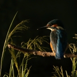 IJsvogel IJsvogel