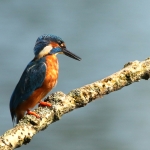IJsvogel aan de Maas IJsvogel aan de Maas