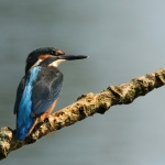 IJsvogel aan de Maas IJsvogel aan de Maas