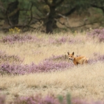 Vos op de Veluwe Vos op de Veluwe