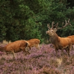 Edelherten Bronst Edelherten Bronst