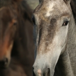 Paard Paard