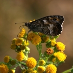 Vlinder Vlinder