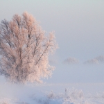 Winter Winter