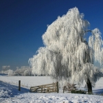 Winter Winter