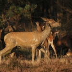 Edelhert Edelhert