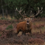 Edelhert burlend Edelhert burlend