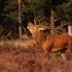 Edelhert burlend Edelhert burlend